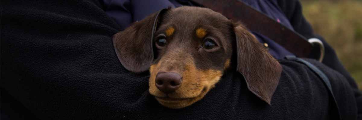 Miranda carrying a sausage dog outside of the home.