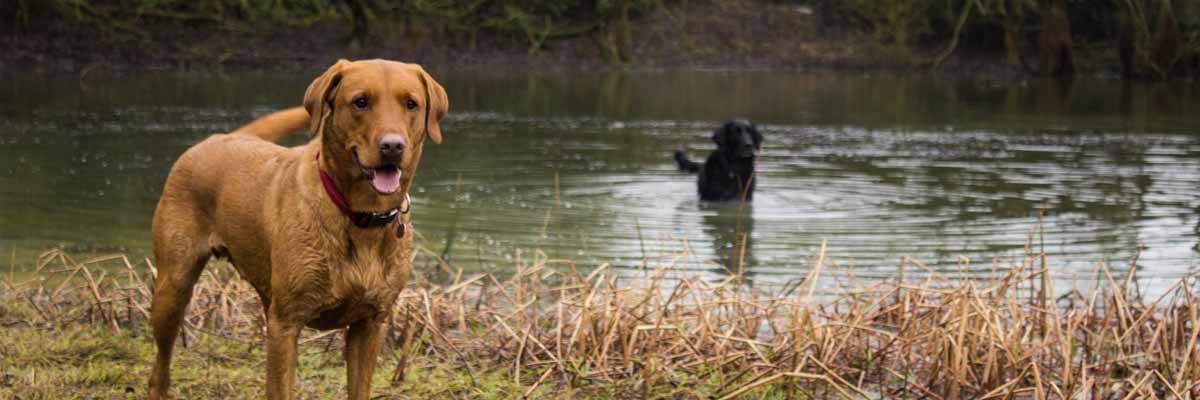 Labrador dog walking by a lake.